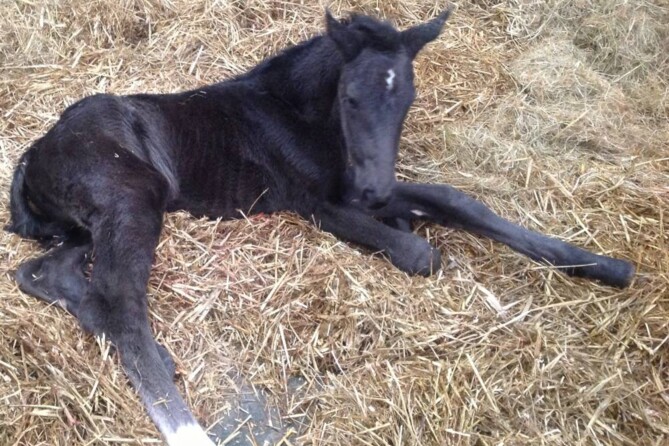 Thanks to Jana for the photo of her new born filly by EMERALD