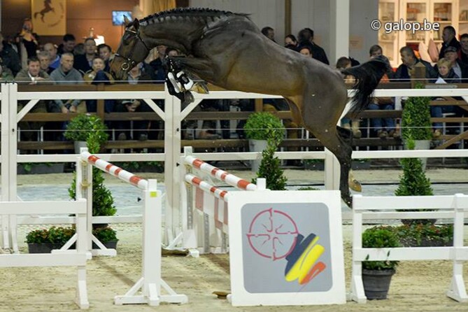 off spring Emerald approved stallion!