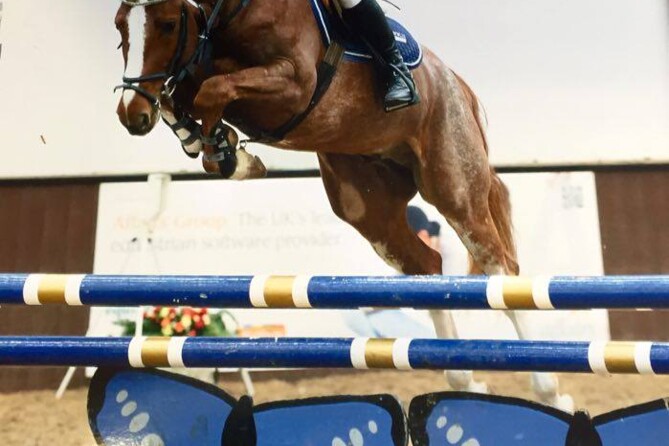 Emerald sons approved for Zangersheide
