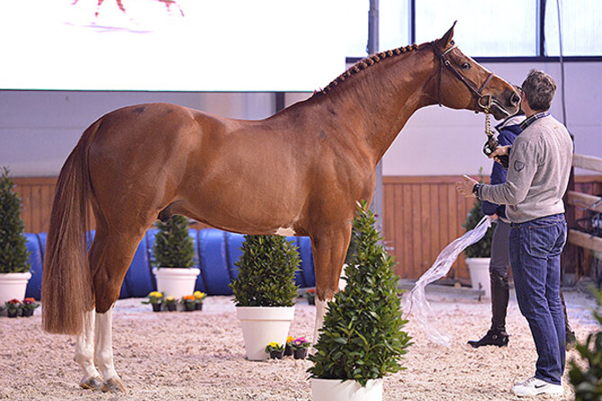 Top prices for foals by Emerald & Nixon at the Foal Auction Prinsjesdag in Nederland