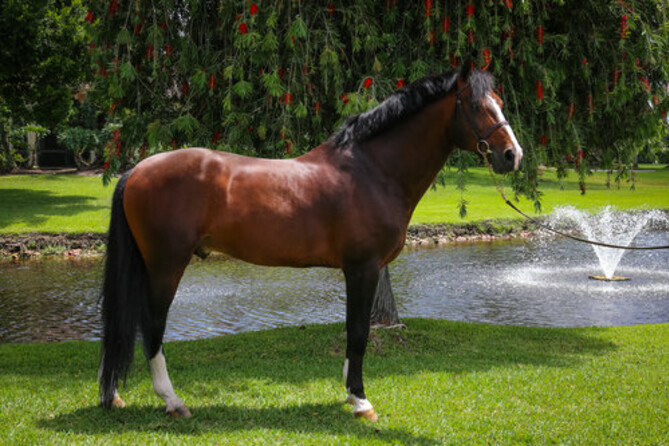 Dulf Van Den Bisschop semen available for Europe