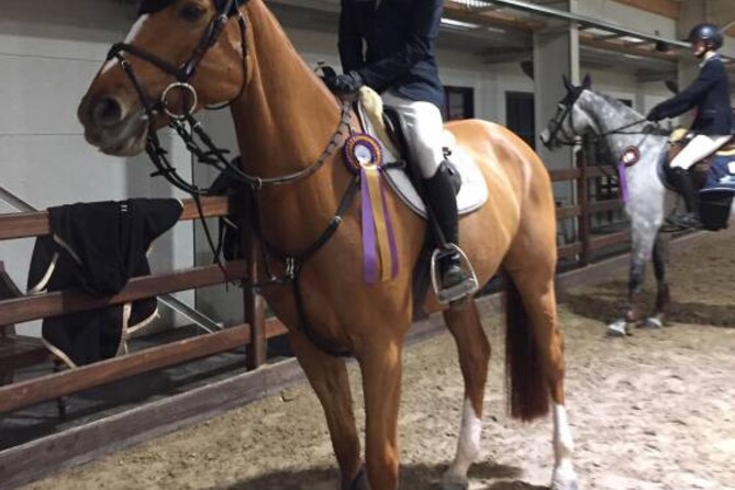 8th place for Dimme and Emera Z in the 1m45 LR Grand Prix class at CSI2** Lier